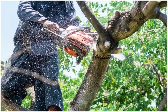 tree services Heavener